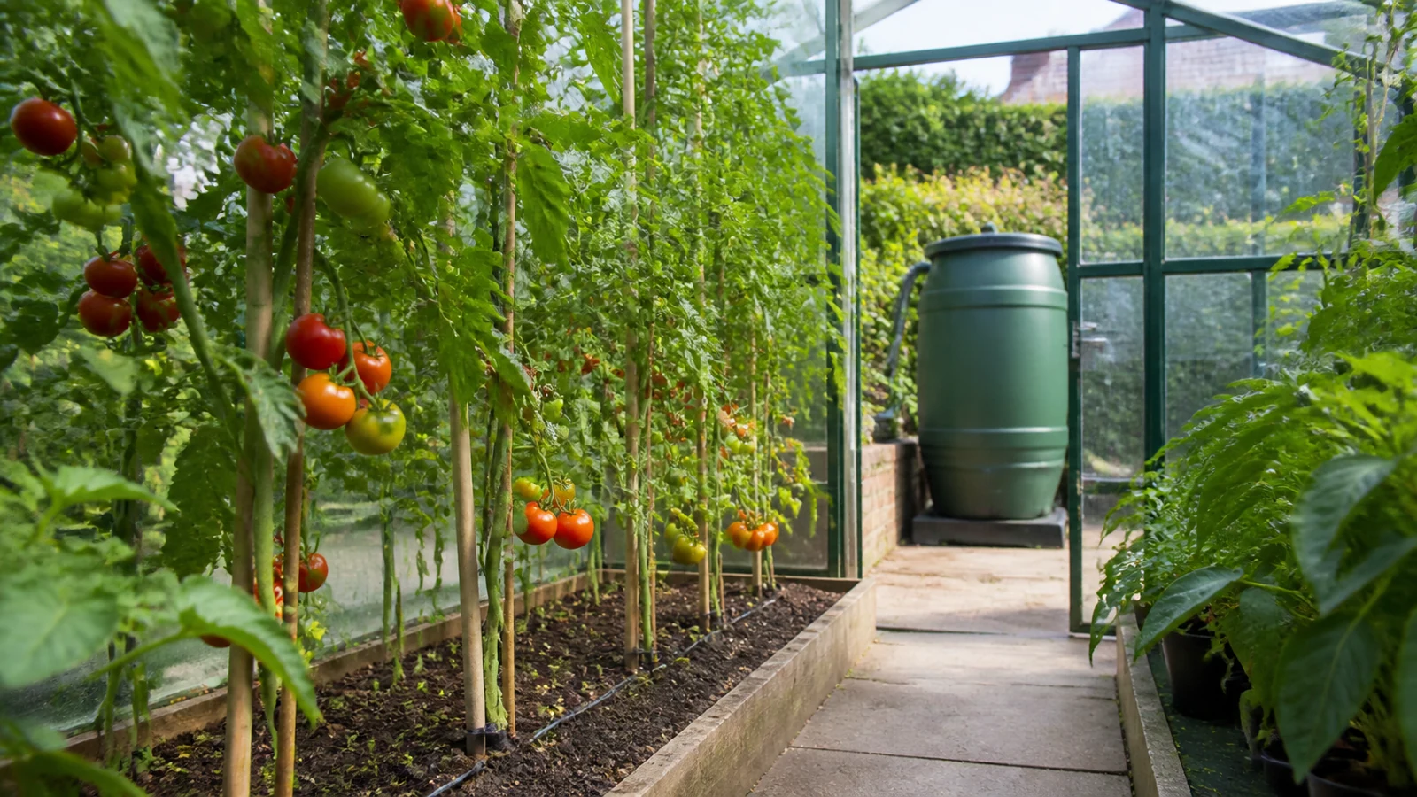 Greenhouse tomato plants watered at the roots with drip irrigation from an outdoor water butt